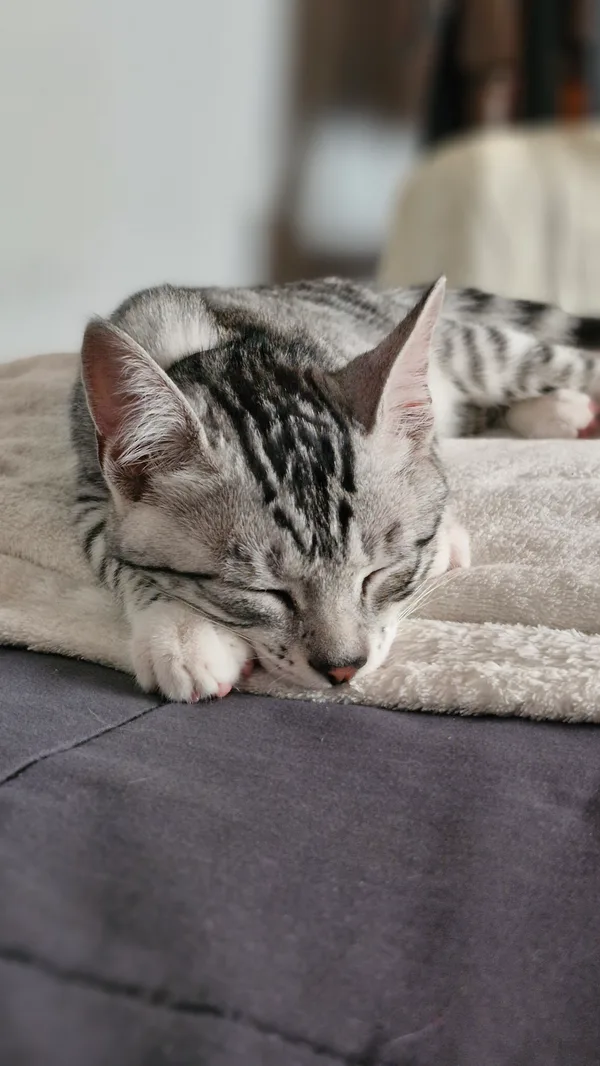 Poppi descansando con las patitas blancas junto a su carita.