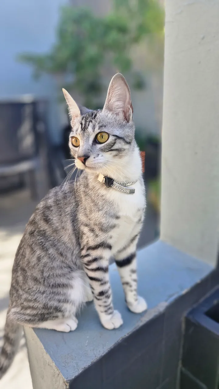 La gatita real de Poppi’s: rayas oscuras, pecho blanco, orejas grandes y mirada ámbar.